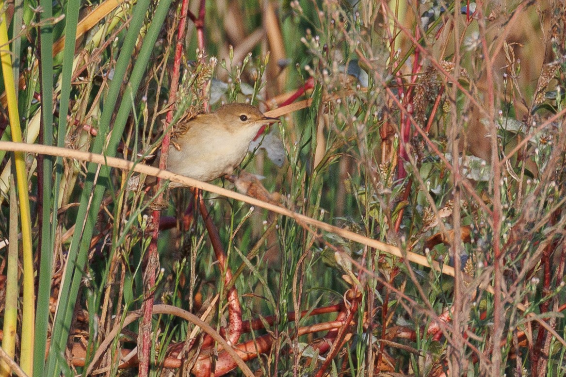 Common Reed Warbler - ML610021502