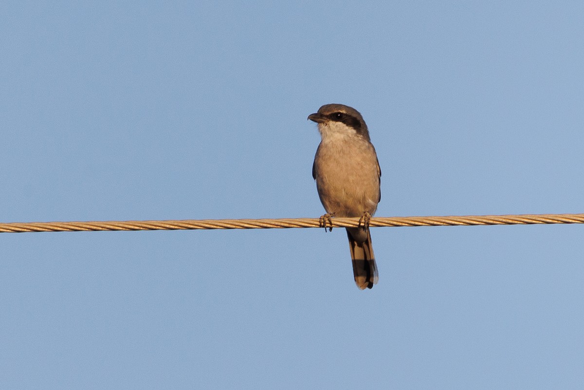 Iberian Gray Shrike - ML610021512