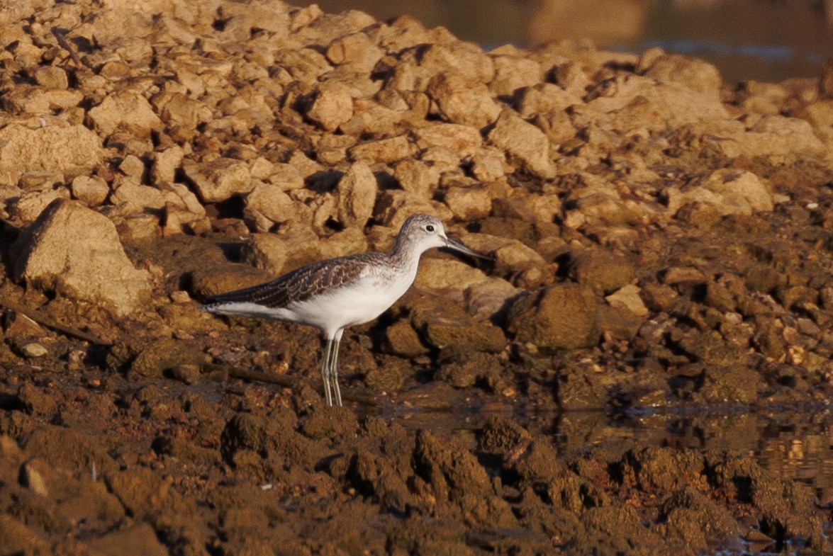 Common Greenshank - ML610021516