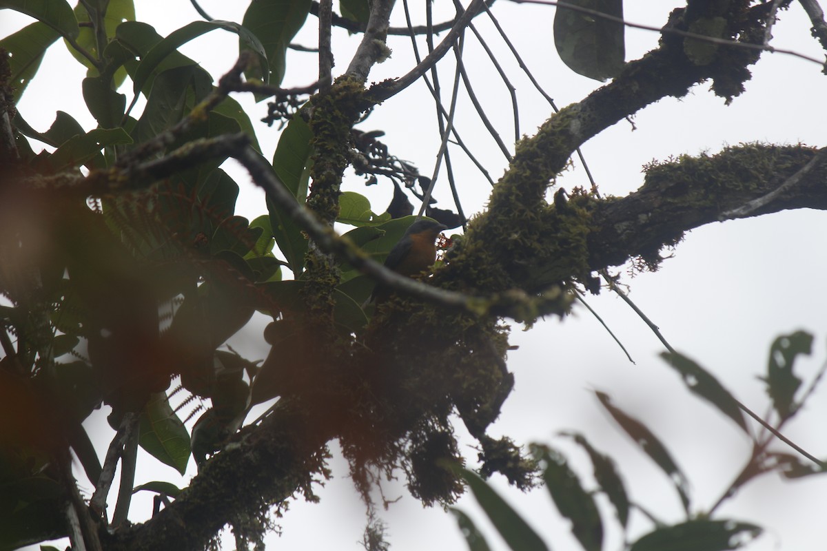 Rufous-crested Tanager - Jefatura ACR BOSHUMI BOSHUMI