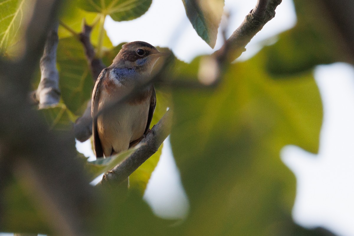 Bluethroat - ML610021589