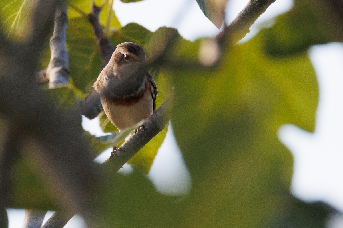 Bluethroat - ML610021590