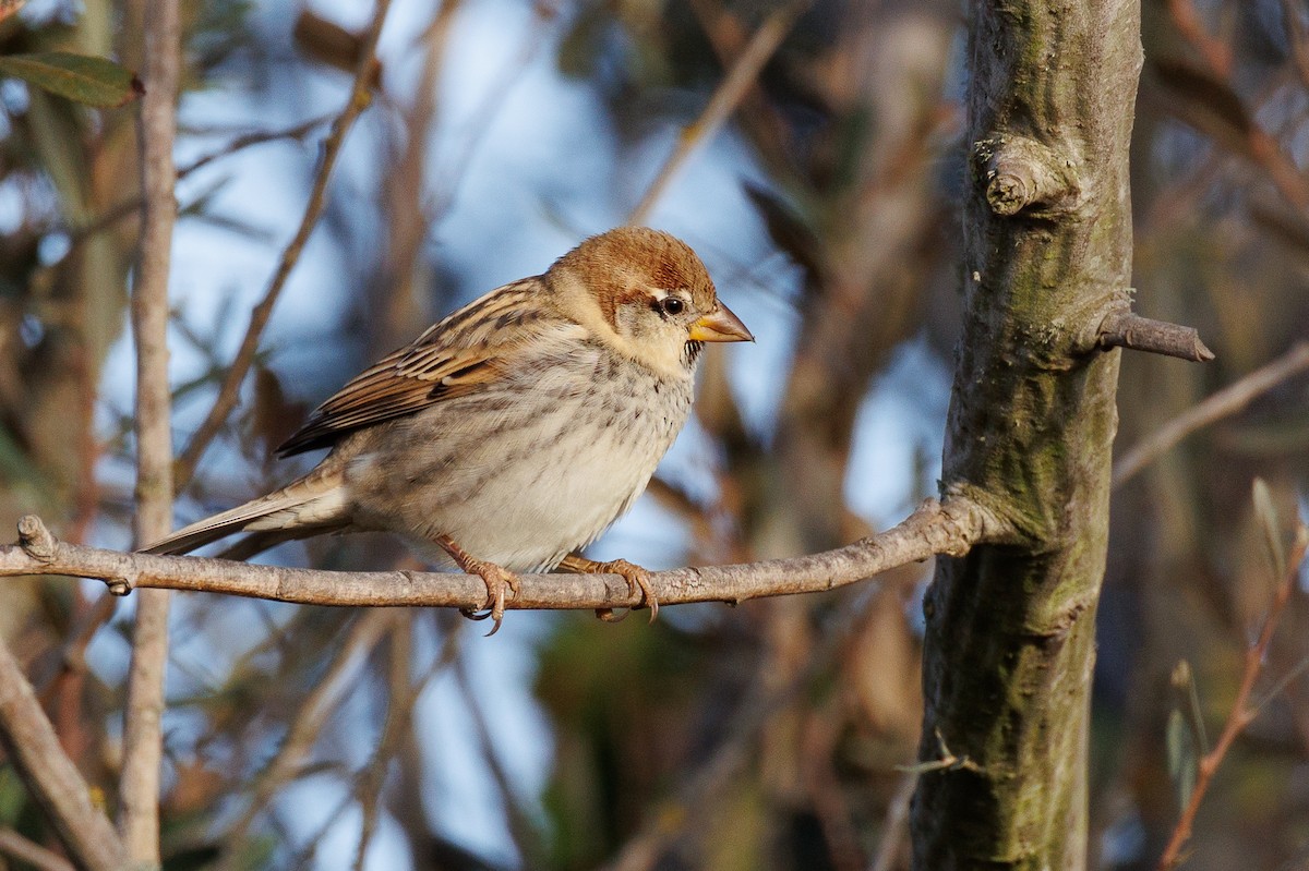 Spanish Sparrow - ML610021598