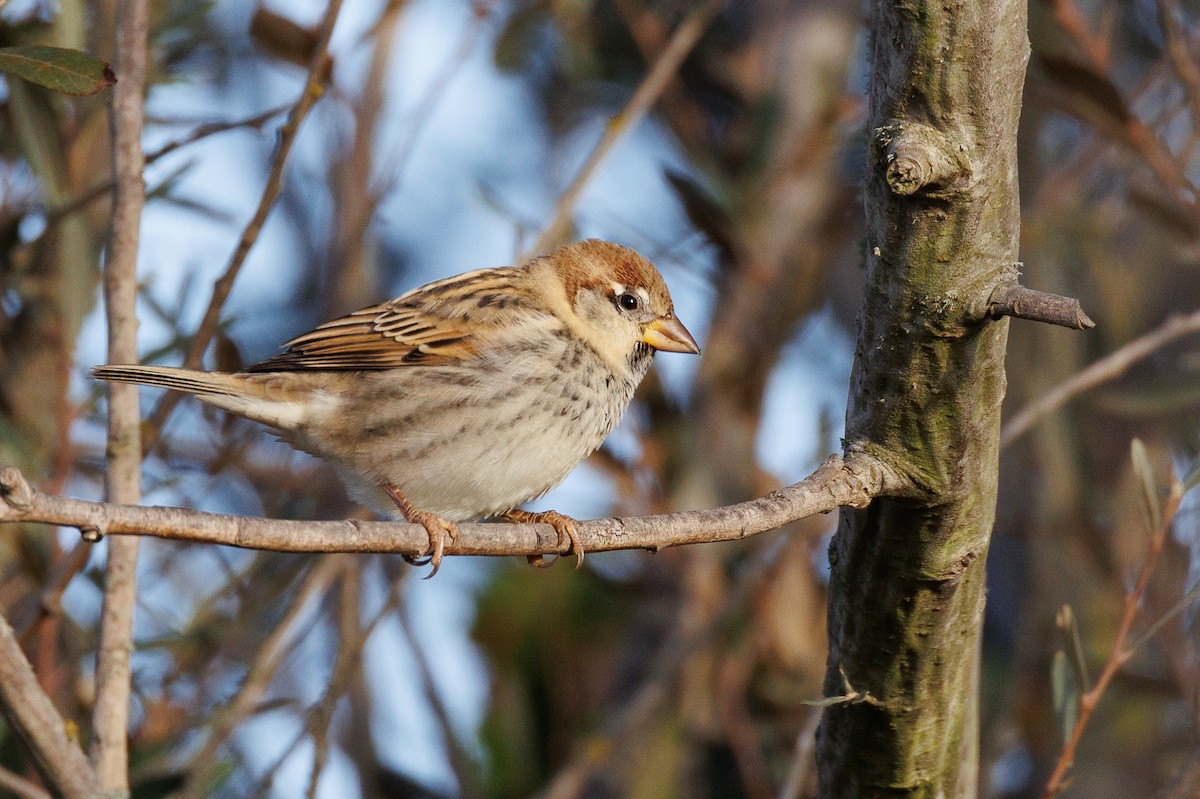 Spanish Sparrow - ML610021599