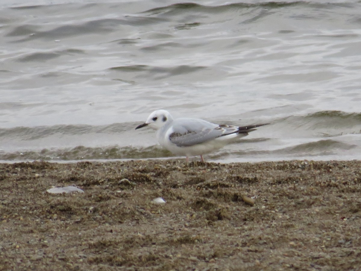 Bonaparte's Gull - ML610021606