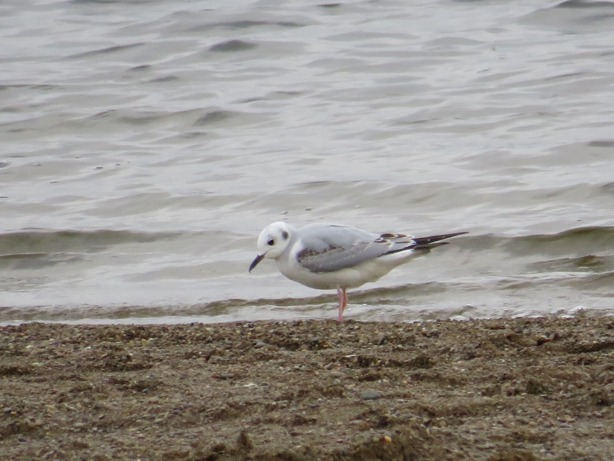 Bonaparte's Gull - ML610021607