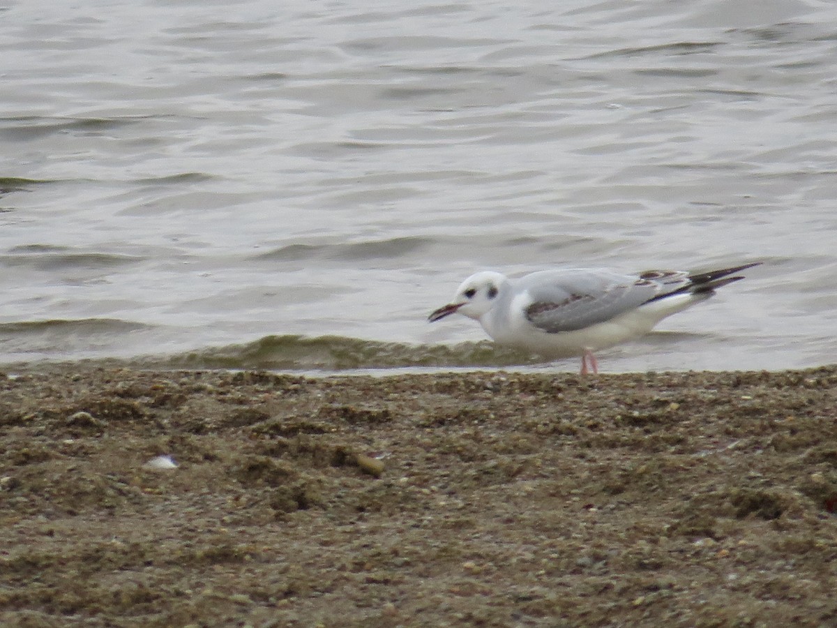 Bonaparte's Gull - ML610021608