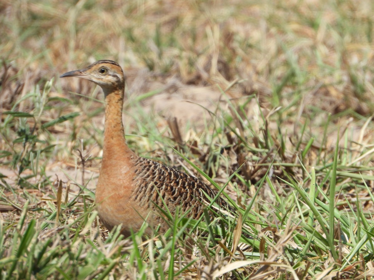 Red-winged Tinamou - ML610021653