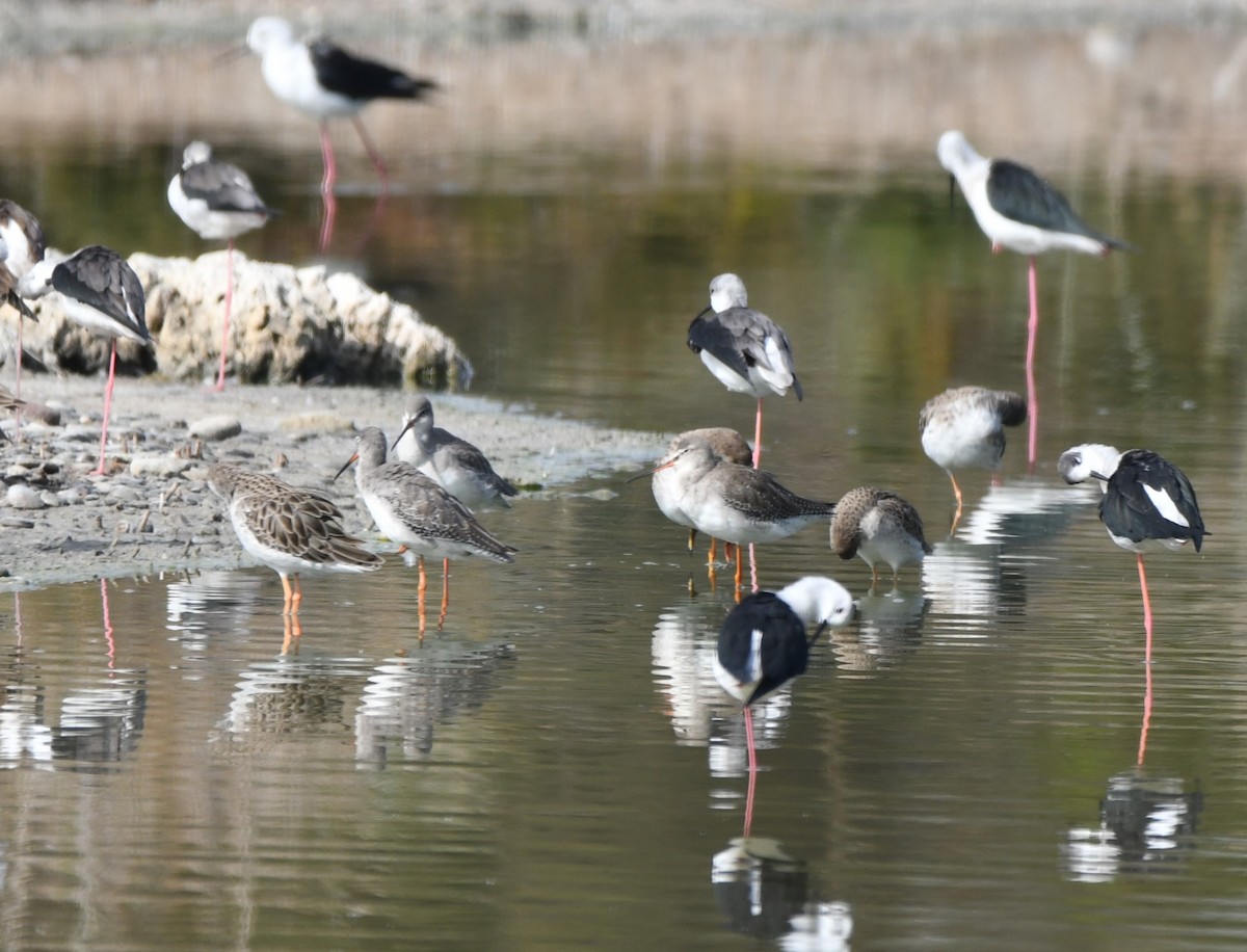 Spotted Redshank - ML610021751