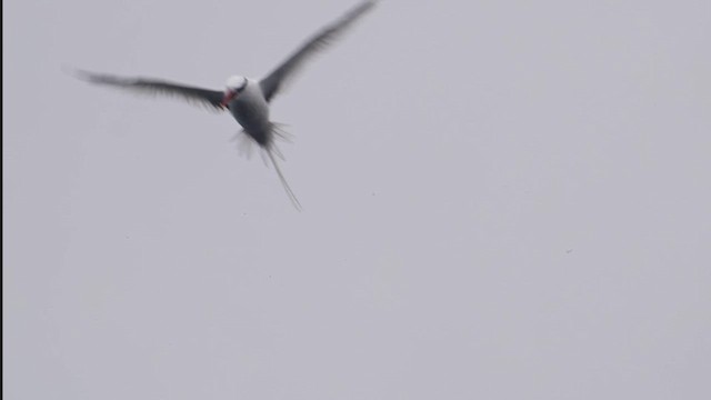 Red-billed Tropicbird - ML610021789