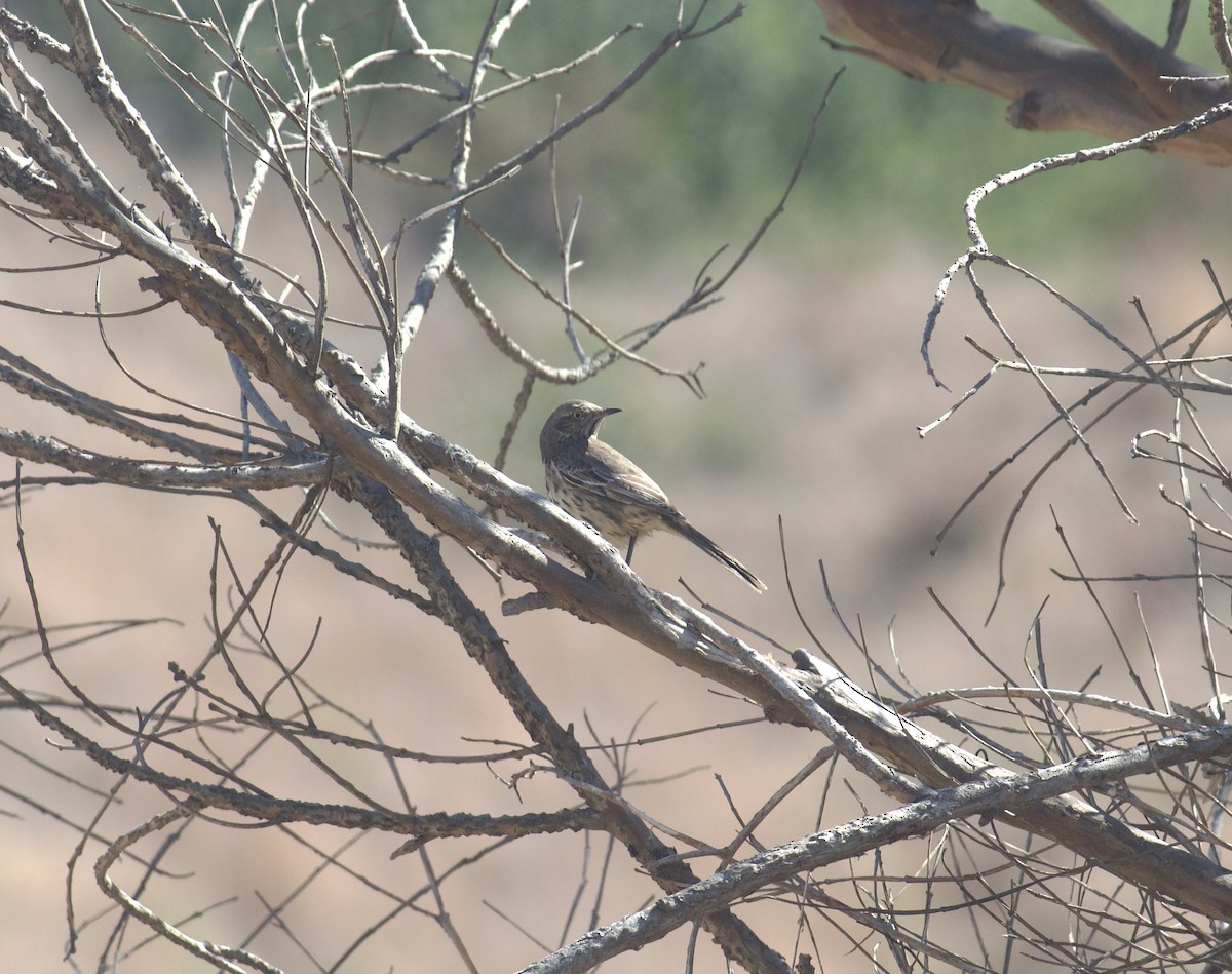 Sage Thrasher - ML610021877