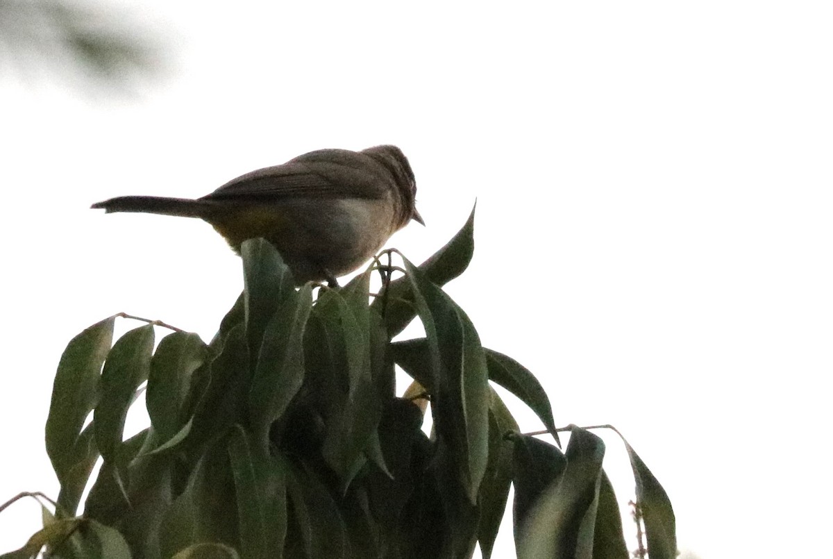 bulbul zahradní [skupina tricolor] - ML610021878