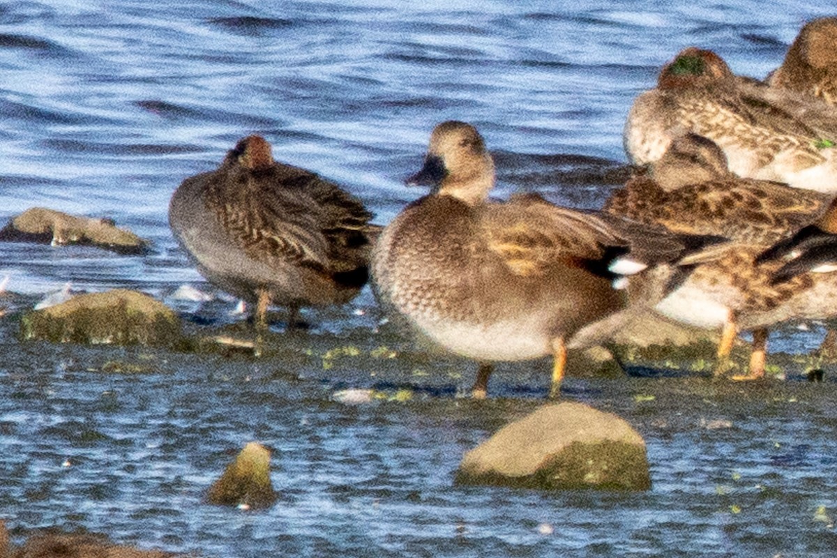 Gadwall - ML610022024