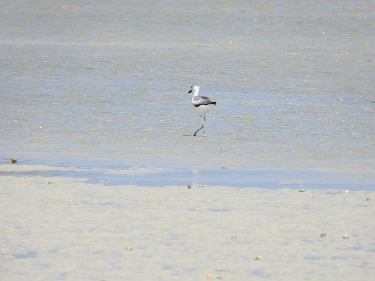 Crab-Plover - Helmut Pfeifenberger