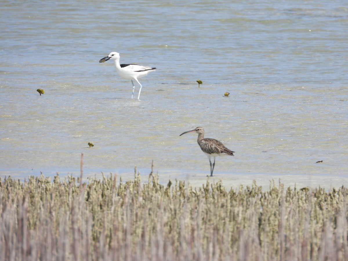 Crab-Plover - Helmut Pfeifenberger