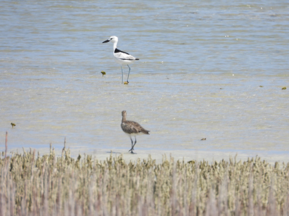 Crab-Plover - Helmut Pfeifenberger