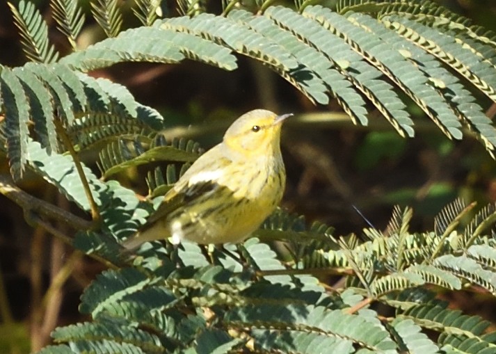 Cape May Warbler - ML610022080