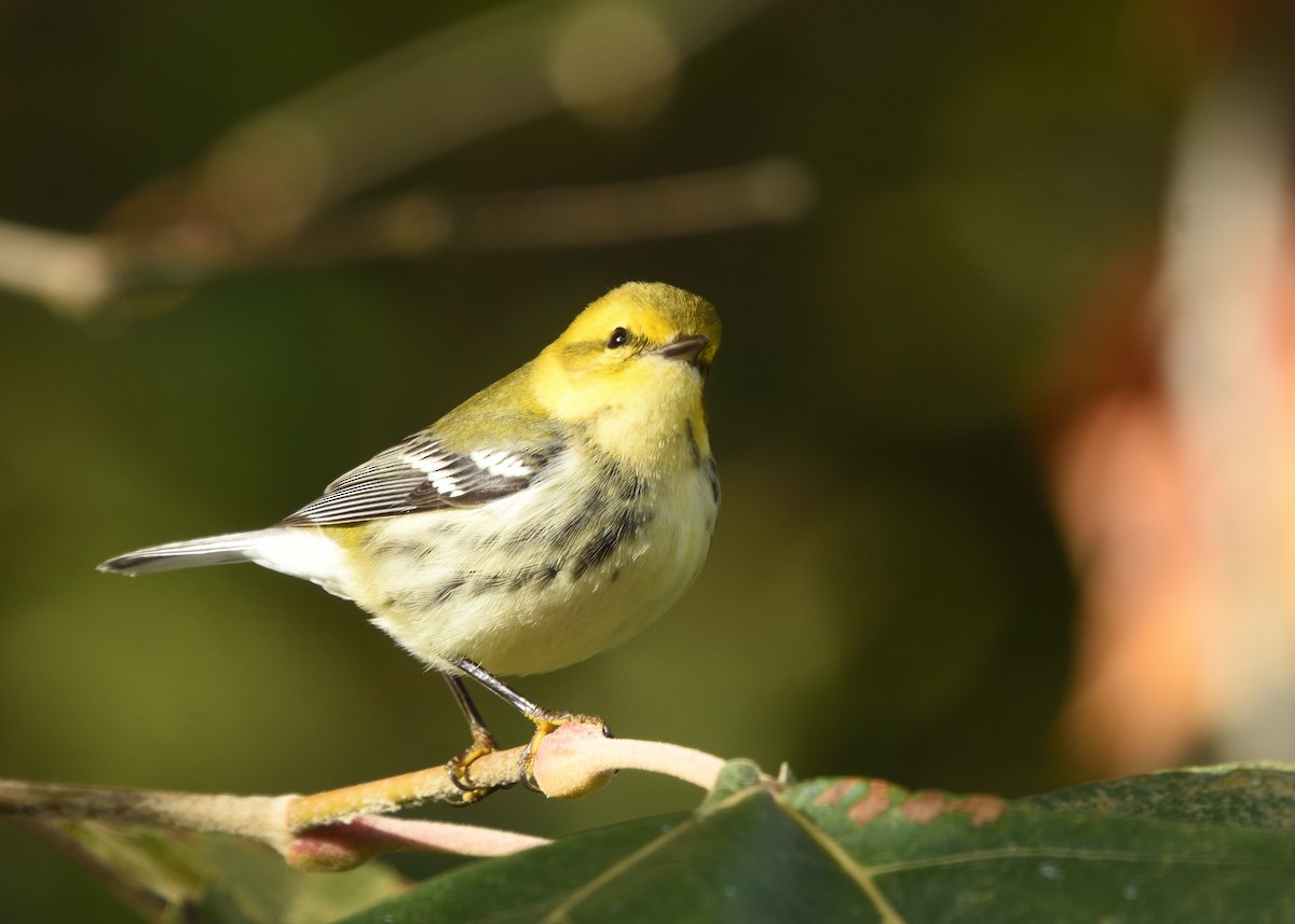 Black-throated Green Warbler - ML610022090