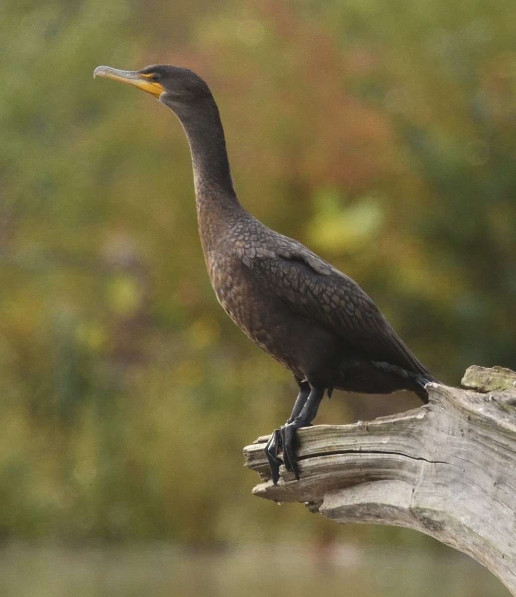 Double-crested Cormorant - ML610022115