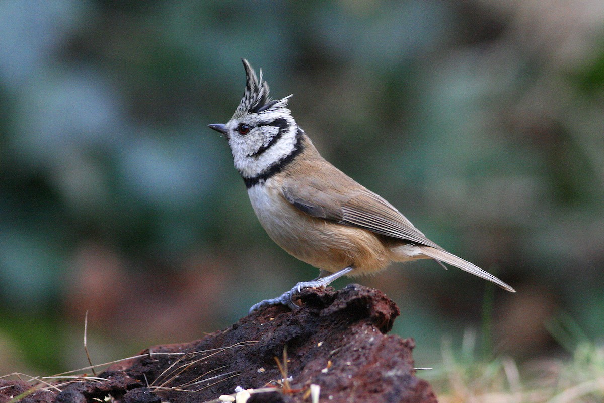 Crested Tit - ML610022173
