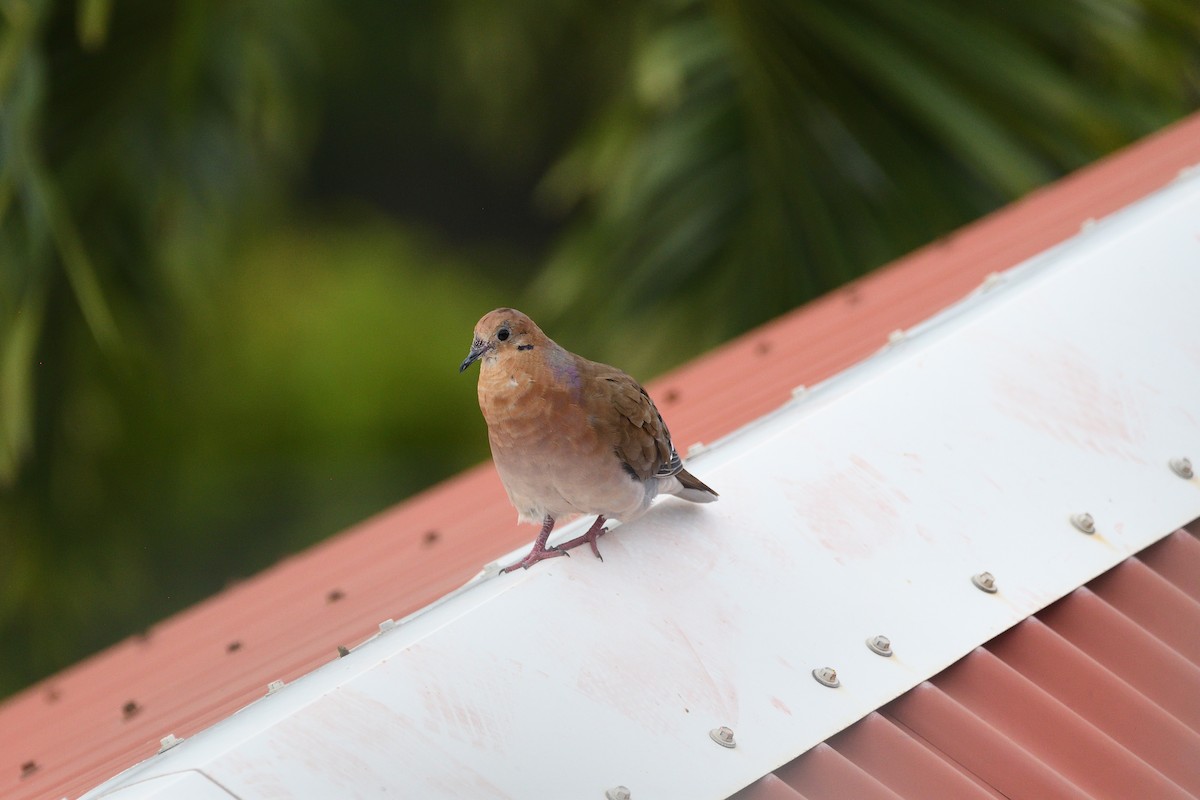 Zenaida Dove - ML610022225