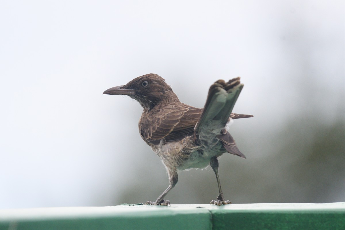 Pearly-eyed Thrasher - ML610022228