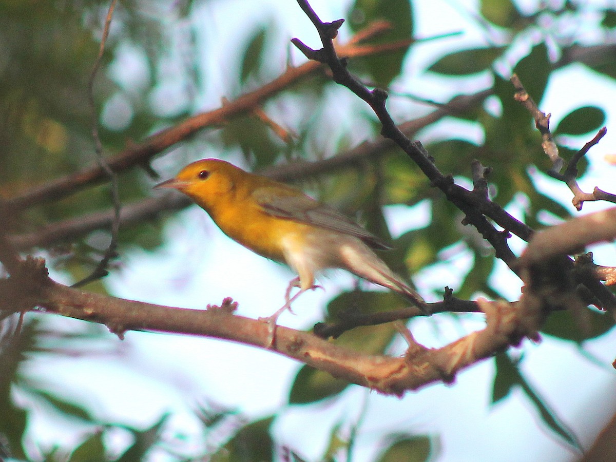 Prothonotary Warbler - ML610022374