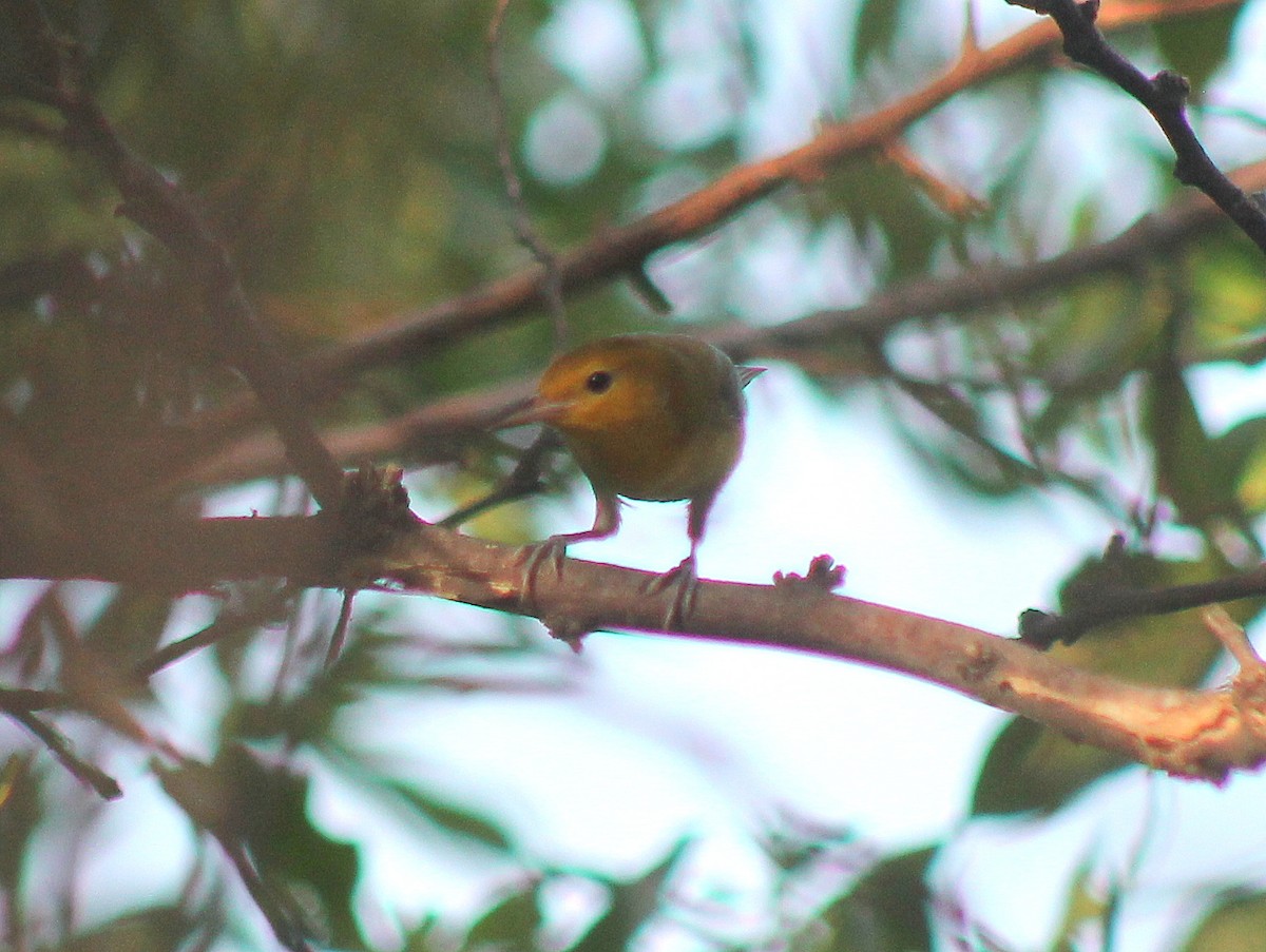 Prothonotary Warbler - ML610022375