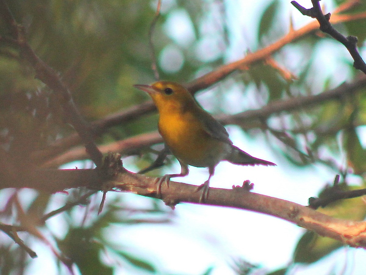 Prothonotary Warbler - ML610022376