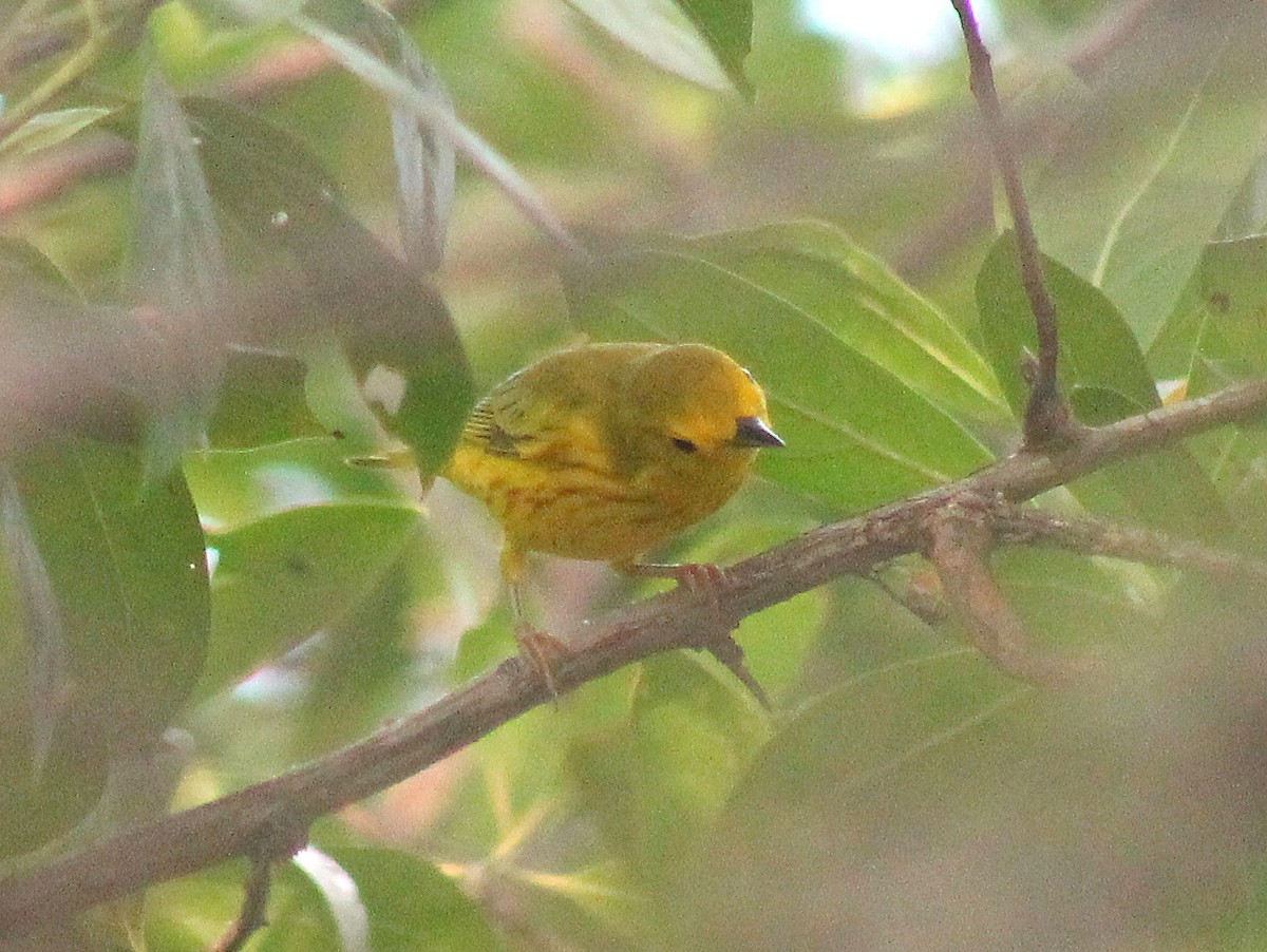 Yellow Warbler - ML610022419