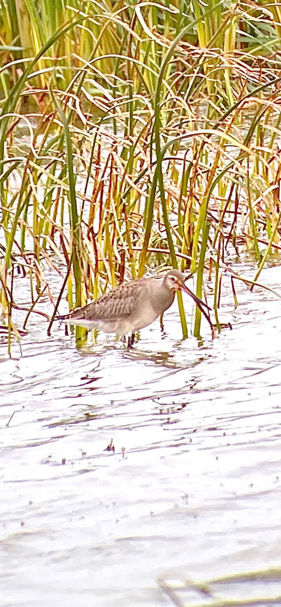 Hudsonian Godwit - Joanie & Mark Hubinger