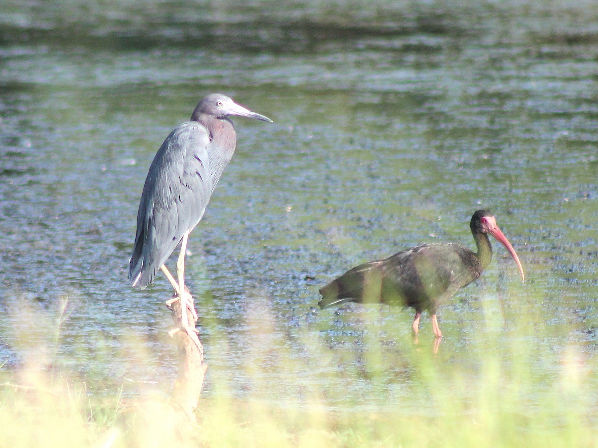 Bare-faced Ibis - ML610022459