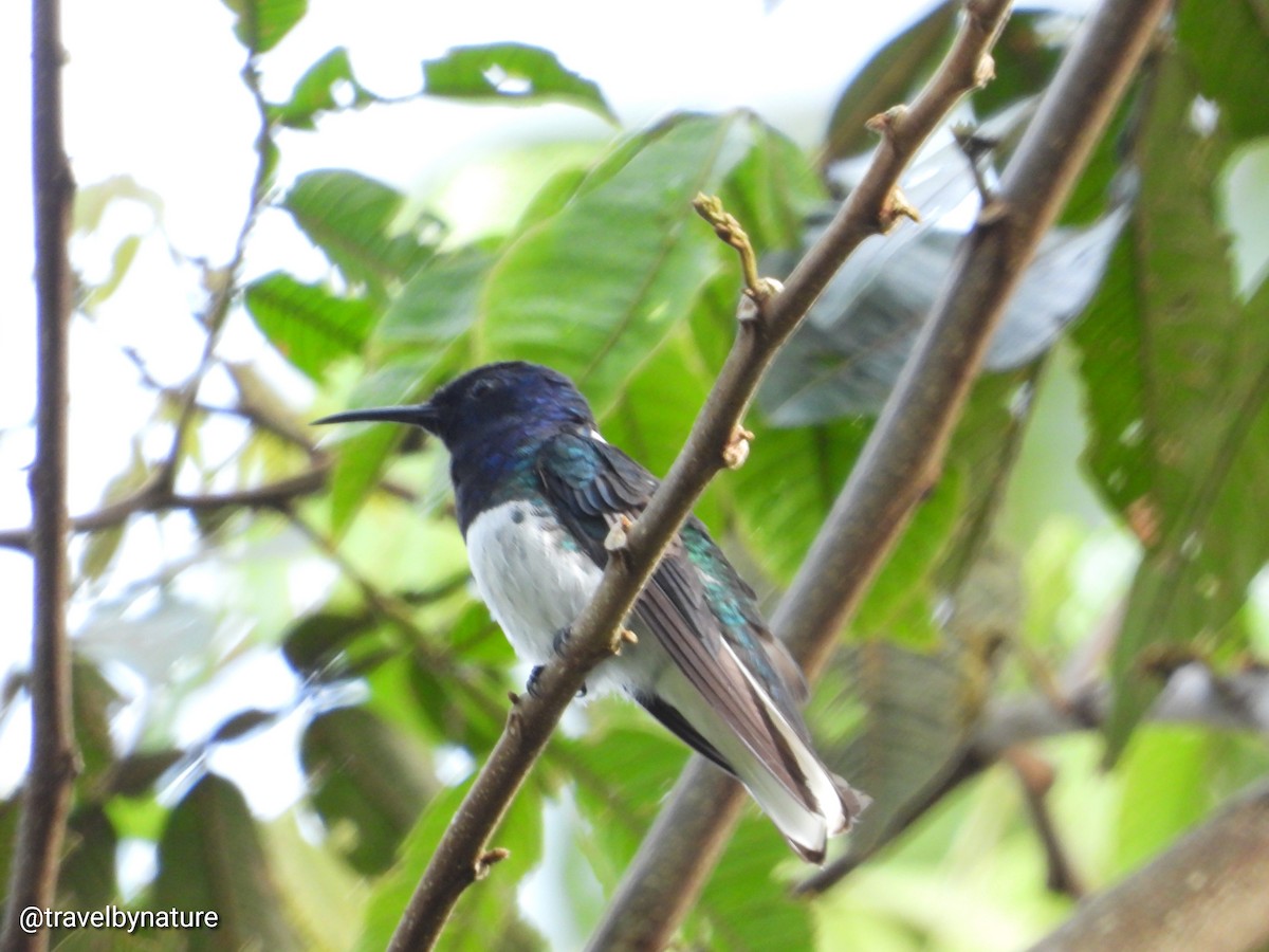 White-necked Jacobin - ML610022527