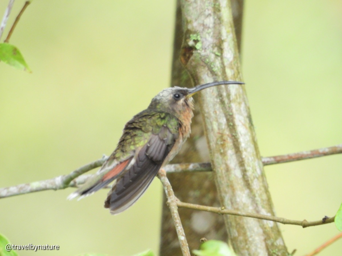 Rufous-breasted Hermit - ML610022532