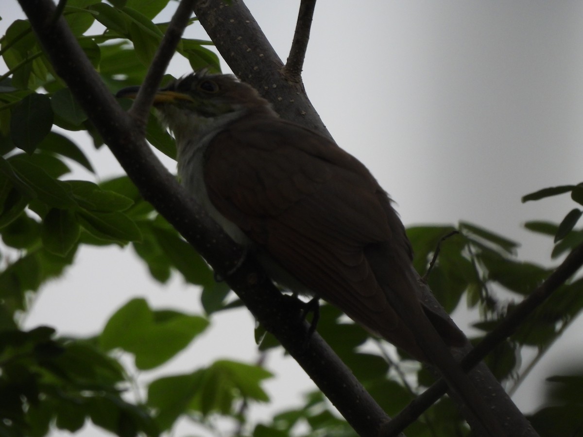 Yellow-billed Cuckoo - ML610022620