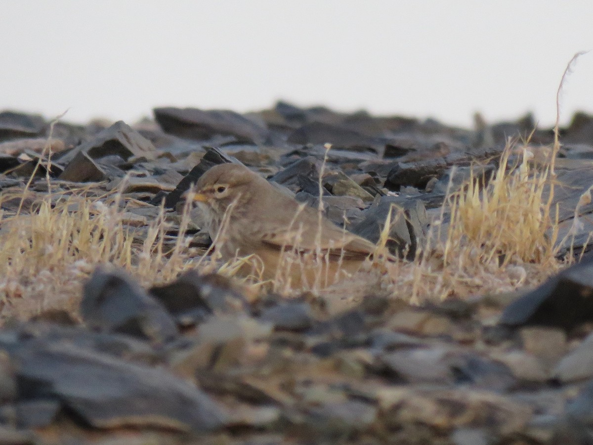 Desert Lark - Amirmahdi Keykha