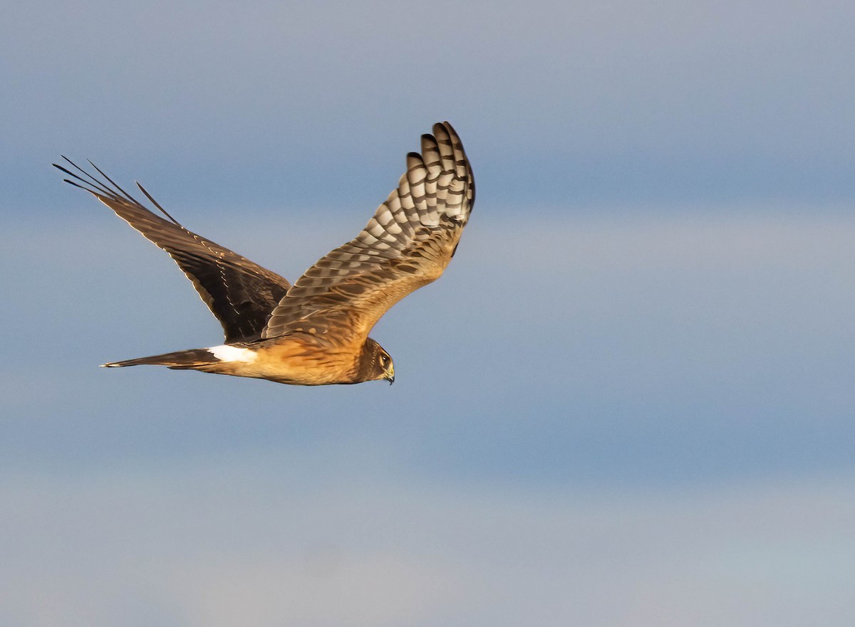New York Breeding Bird Atlas Checklist - 15 Oct 2023 - Floyd Bennett ...