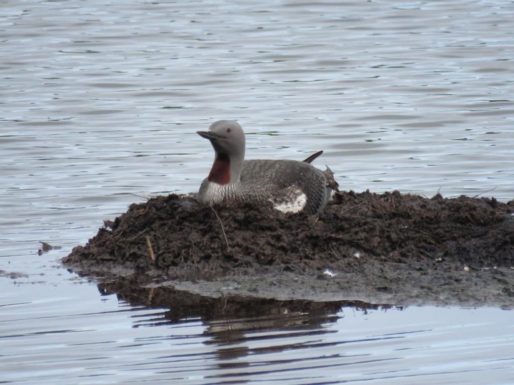 Red-throated Loon - ML610022899