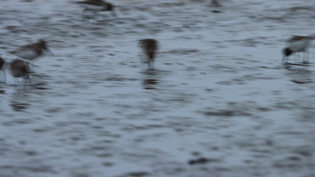 Dunlin - ML610022940