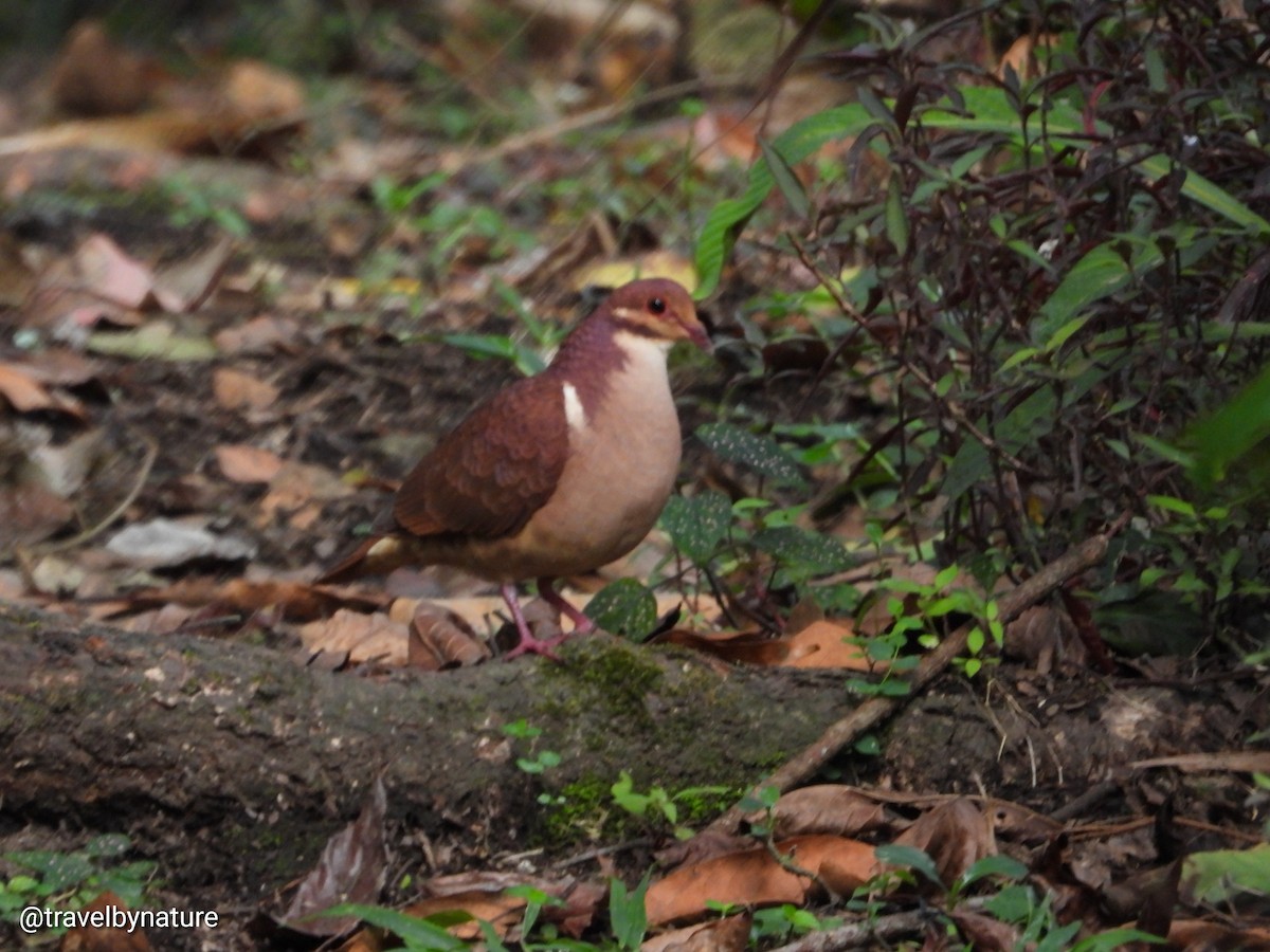 Ruddy Quail-Dove - ML610023004