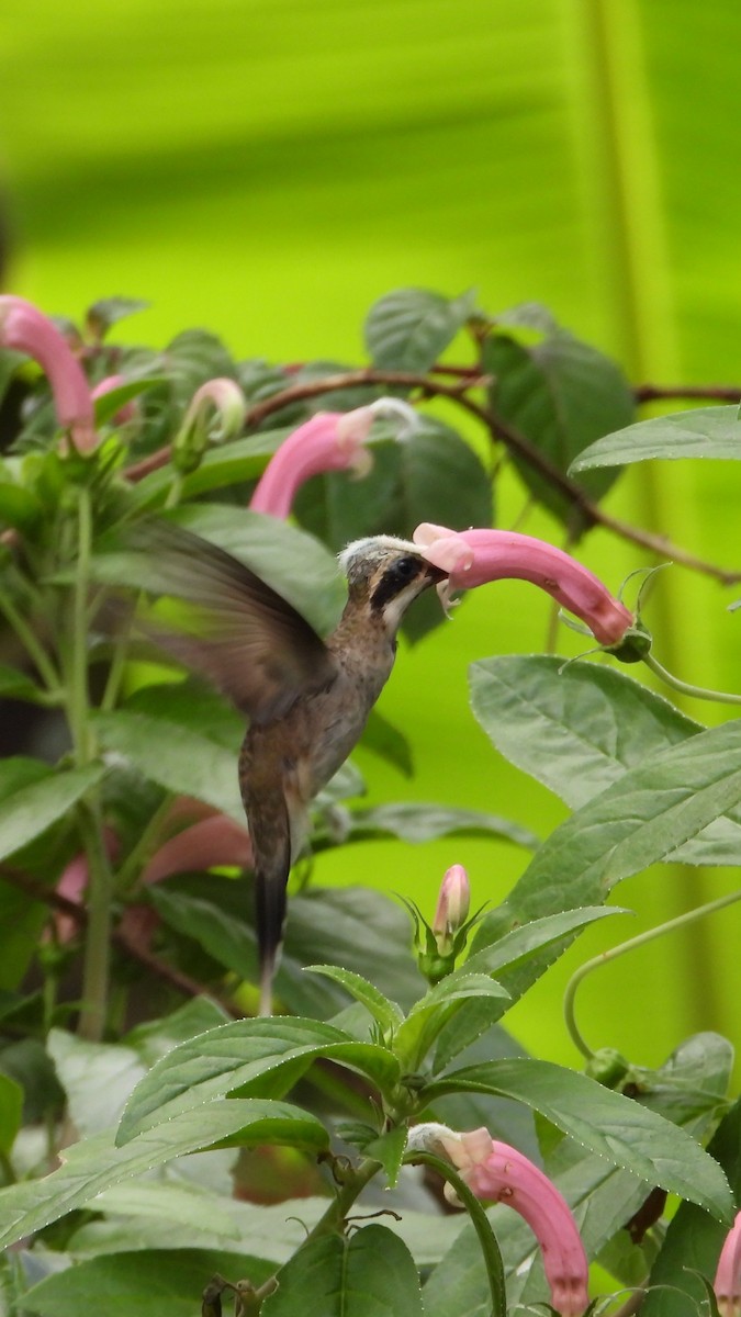 Pale-bellied Hermit - ML610023027