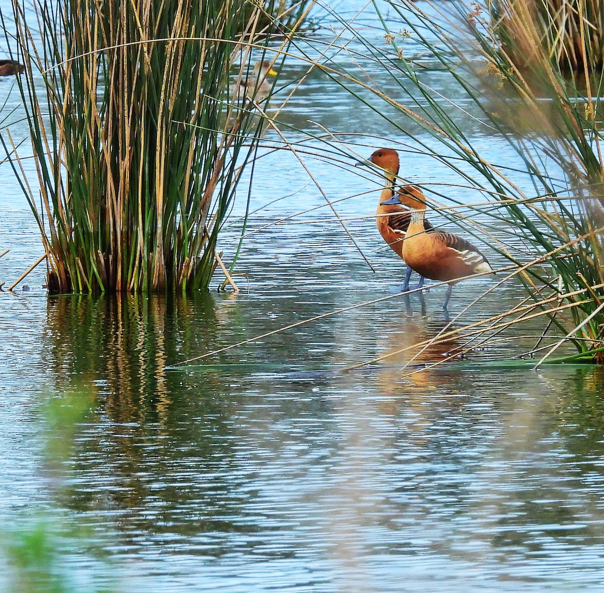 Fulvous Whistling-Duck - ML610023031