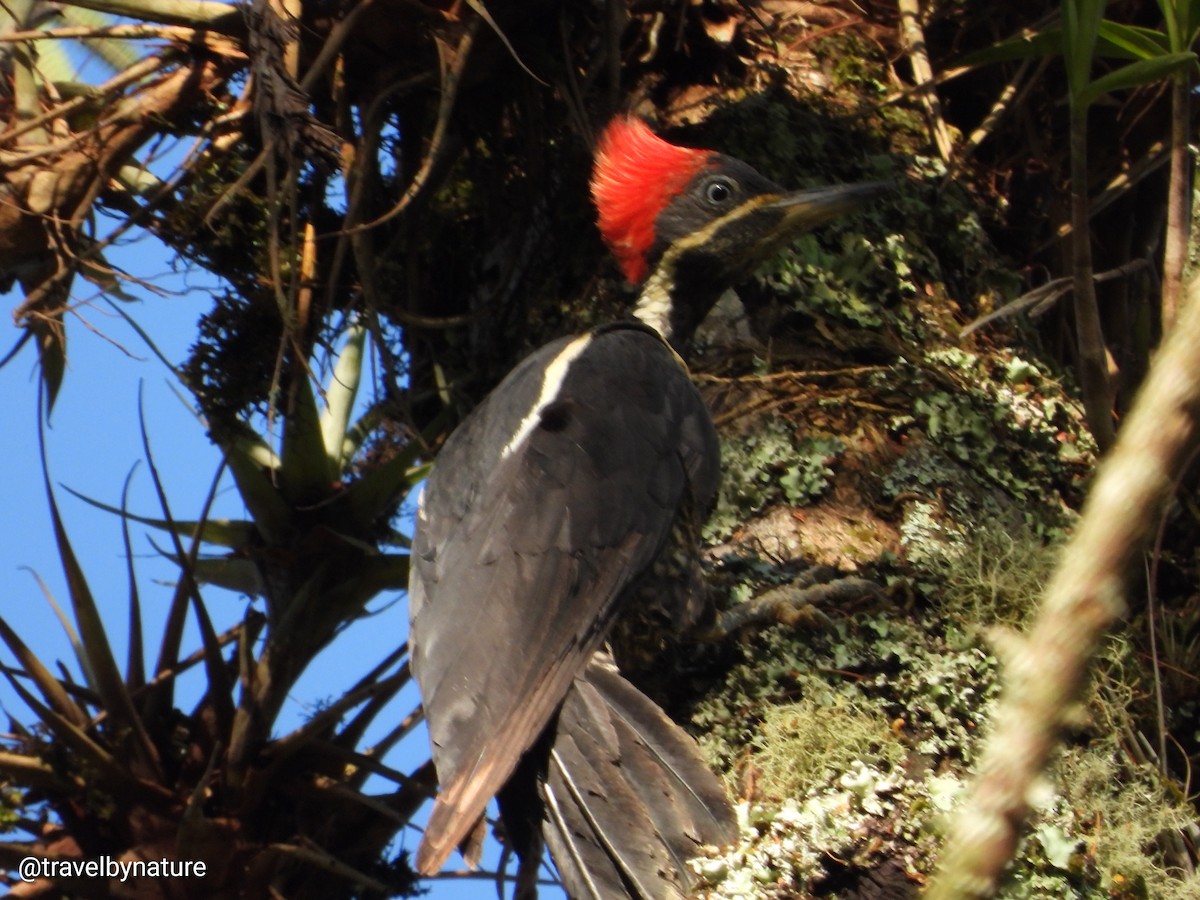 Lineated Woodpecker - ML610023053