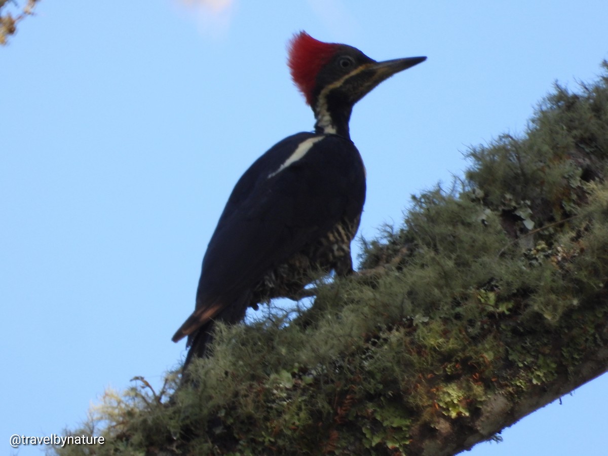 Lineated Woodpecker - ML610023060