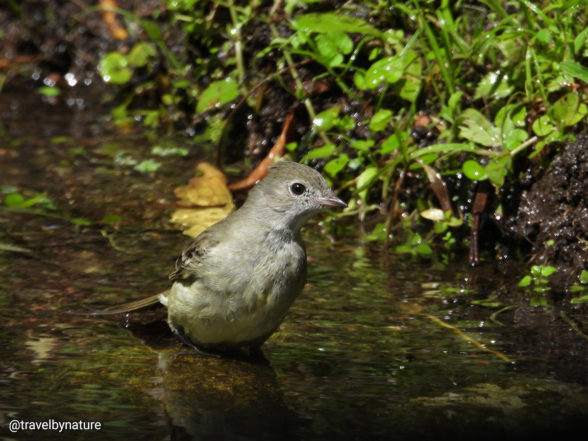Yellow-bellied Elaenia - ML610023084