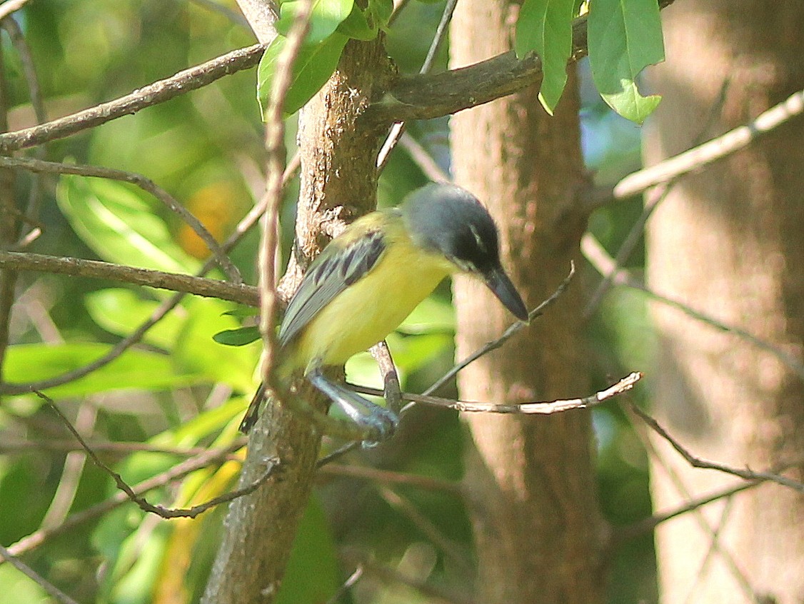 Maracaibo Tody-Flycatcher - ML610023110