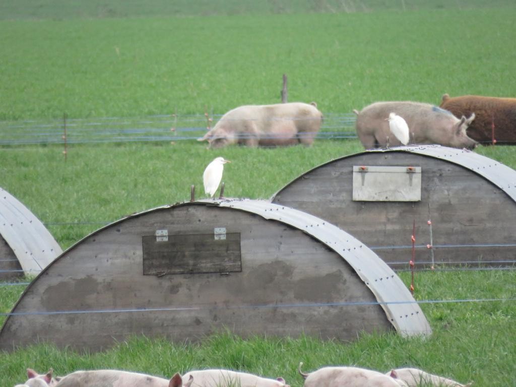 Western Cattle-Egret - Jonas Kraft