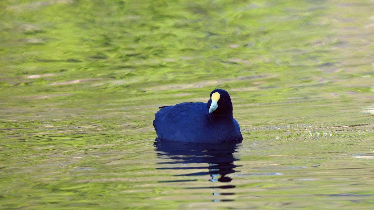 White-winged Coot - ML610023167