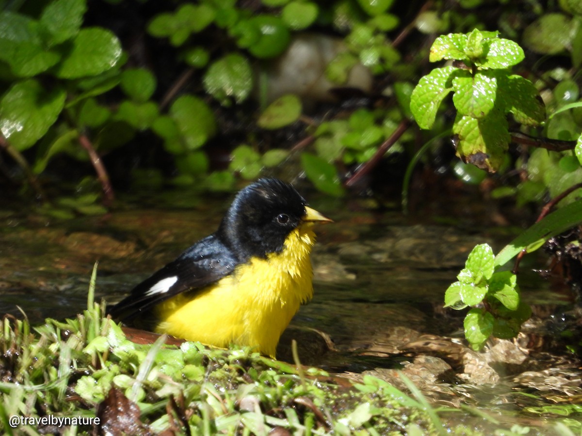 Lesser Goldfinch - ML610023172