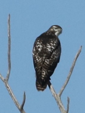 Red-tailed Hawk (Harlan's) - ML610023173